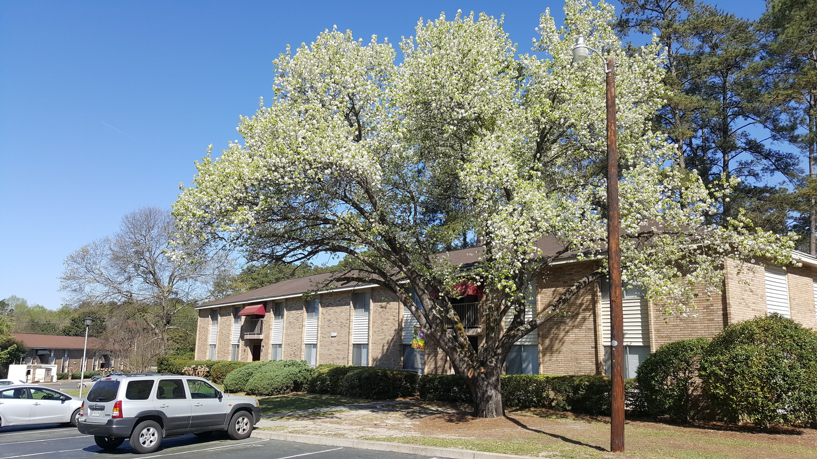 Gallery Tanglewood Apartments