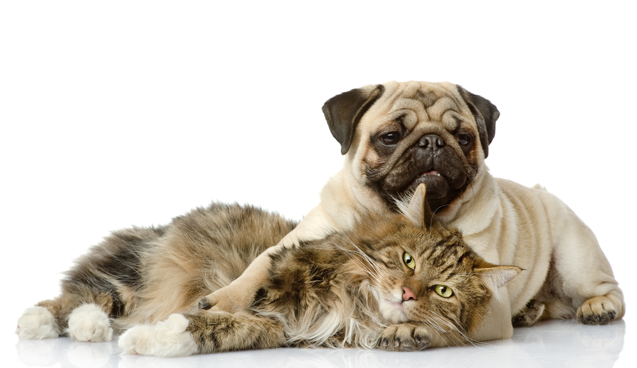Dog and cat laying together on a white background
